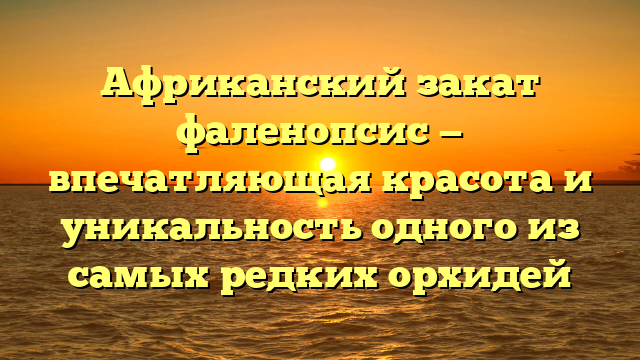 Африканский закат фаленопсис — впечатляющая красота и уникальность одного из самых редких орхидей