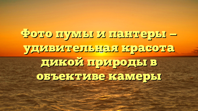 Фото пумы и пантеры — удивительная красота дикой природы в объективе камеры